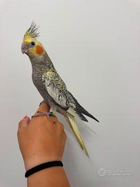 Calospita allevato a mano maschio