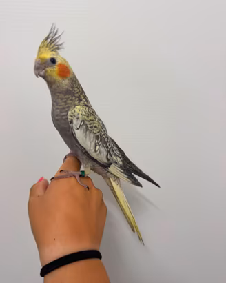 Calospita allevato a mano maschio