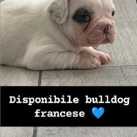 Cuccioli bulldog francese