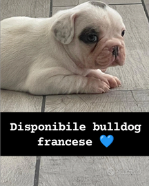Cuccioli bulldog francese