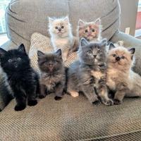 Pet-Sitter Dog walker