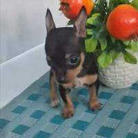 Pincher toy solo maschio nero focato