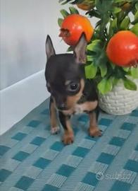 Pincher toy solo maschio nero focato