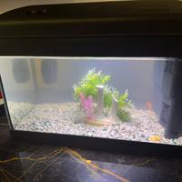 Acquario con motore e filtro