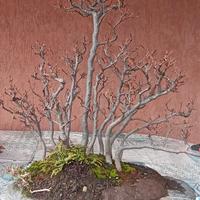 boschetto bonsai di faggio su lastra d'ardesia 