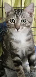Gatto maschio di 2/3 mesi