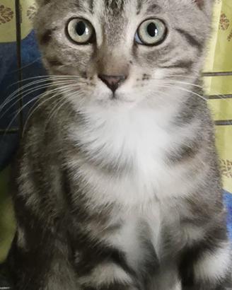 Gatto maschio di 2/3 mesi