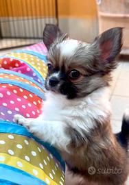 Chihuahua maschi pelo lungo pedigree enci
