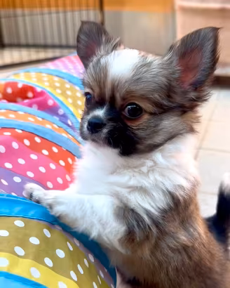 Chihuahua maschi pelo lungo pedigree enci