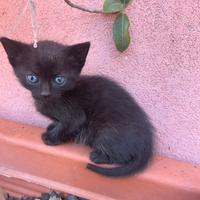 Regali gattini