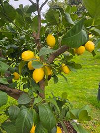 pianta di limoni