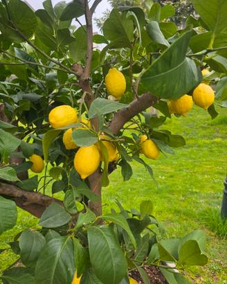 pianta di limoni