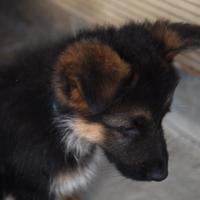 Cuccioli di PASTORE TEDESCO