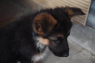 Cuccioli di PASTORE TEDESCO