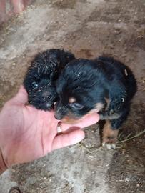 Cuccioli cani da caccia