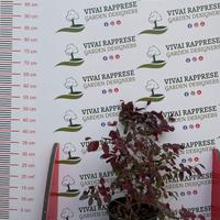 Loropetalum pianta siepe