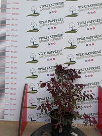 Loropetalum pianta siepe