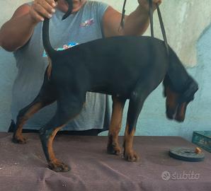 cuccioli di dobermann 