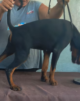 cuccioli di dobermann 