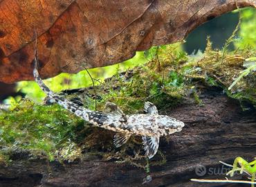 Pesci Tropicali Rineloricaria Filamentosa