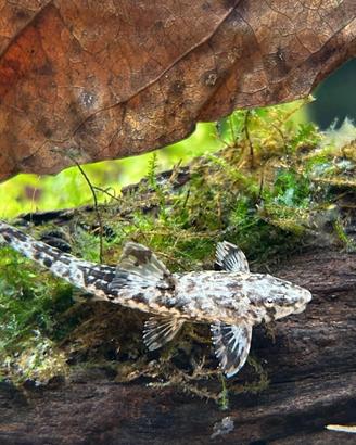 Pesci Tropicali Rineloricaria Filamentosa