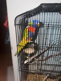 Pappagallo Lory arcobaleno