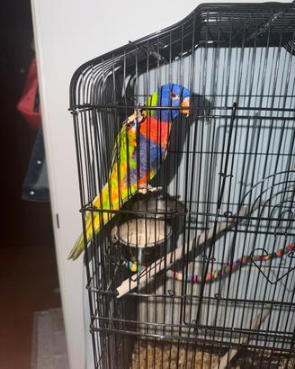 Pappagallo Lory arcobaleno