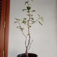 prebonsai 
