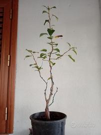 prebonsai 