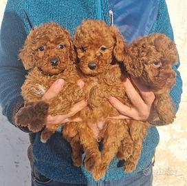 Barboncino cuccioli red rossi toy e nani