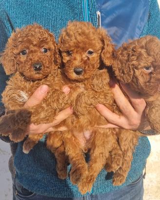Barboncino cuccioli red rossi toy e nani