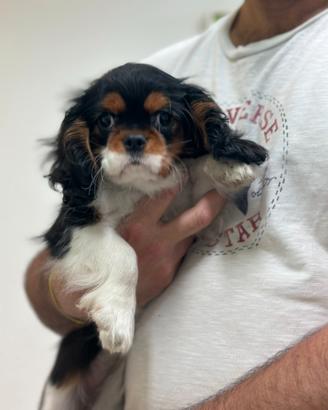 Cavalier King Tricolor Pedigree