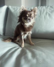 Chihuahua pl per monta