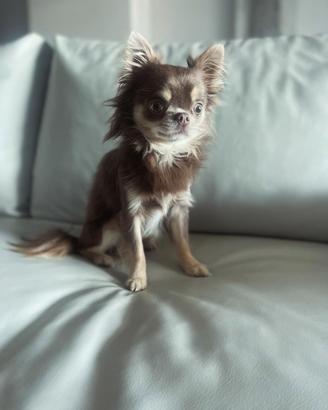 Chihuahua pl per monta