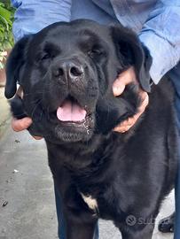 Labrador Retriever di circa 2 anni taglia grande