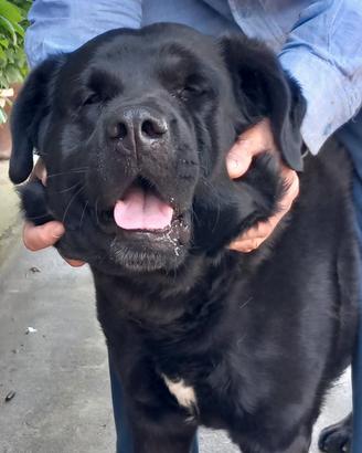 Labrador Retriever di circa 2 anni taglia grande