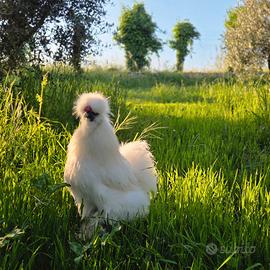 Moroseta gallo