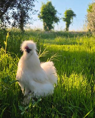 Moroseta gallo