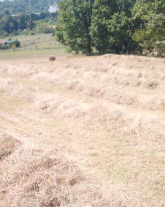 Fieno per animali prima scelta