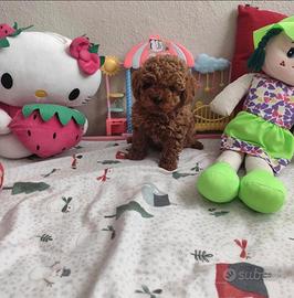 Cuccioli barboncino toy red