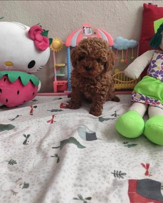 Cuccioli barboncino toy red