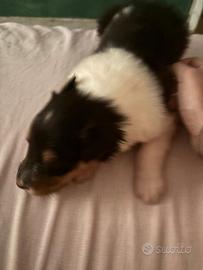 Cuccioli pastore scozzese tricolore