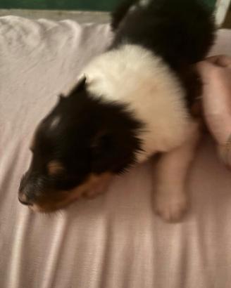 Cuccioli pastore scozzese tricolore