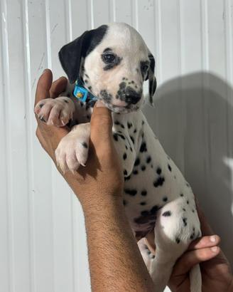 Dalmata cuccioli