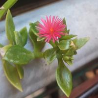 Vasetto di talee di pianta grassa