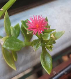 Vasetto di talee di pianta grassa