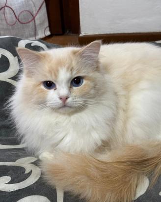 Ragdoll da monta