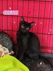 CREAM gattina nera di 4 mesi