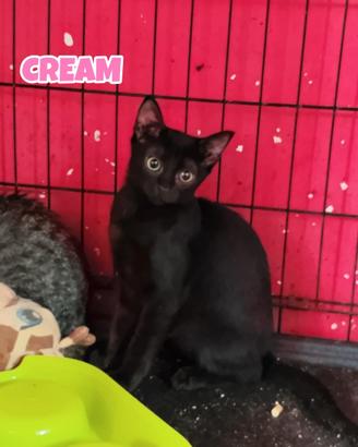 CREAM gattina nera di 4 mesi