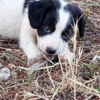 Cuccioli pochi mesi